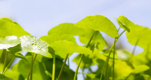 istock Centella asiatica (gotu kola). Fresh green leaves herb background. 2201404202