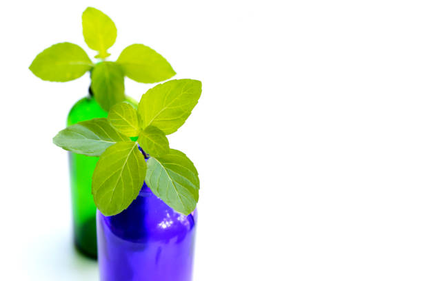 Mint fresh leaves with essential oil bottle
