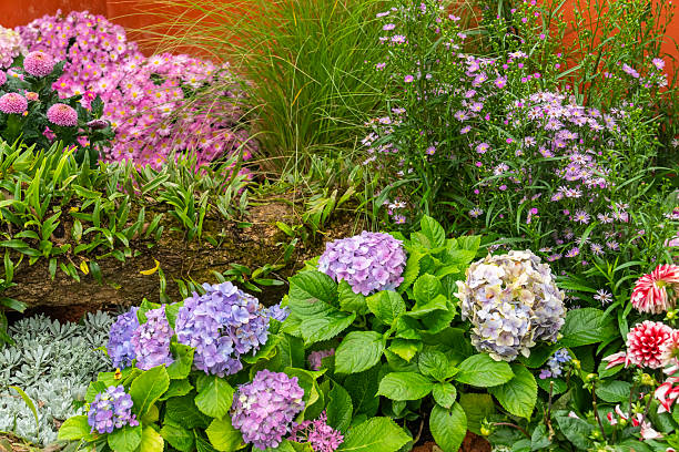 istock Blooming vibrant purple Hydrangea flowers in pot 2201405001