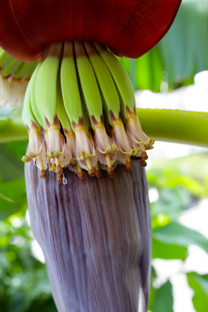 istock Banana blossom with young fruits 2201405354