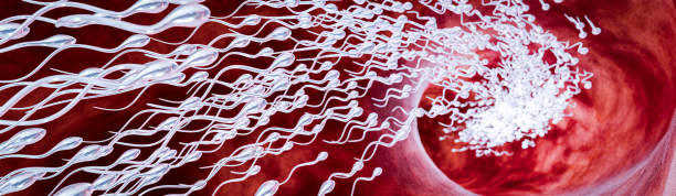 istock The sperm is directed towards the egg. To do human mating. A pre-fertilization model between an egg and a sperm. 3D Rendering 2201405596