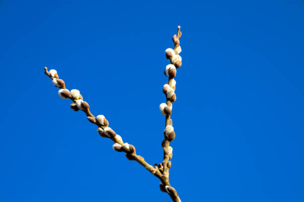 Against a bright blue background, two willow branches with fluffy catkins blooming are depicted. The branches are thin and flexible, stretching upwards, forming a V shape.