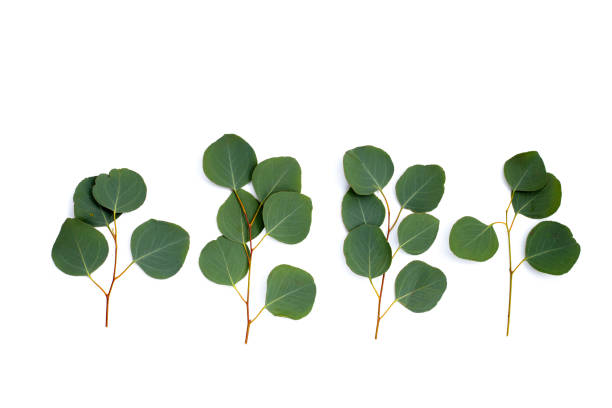 istock Green leaves of eucalyptus on white 2201407797