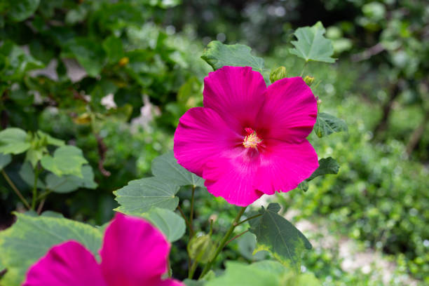 istock Hibiscus mutabilis flower in the park 2201408762