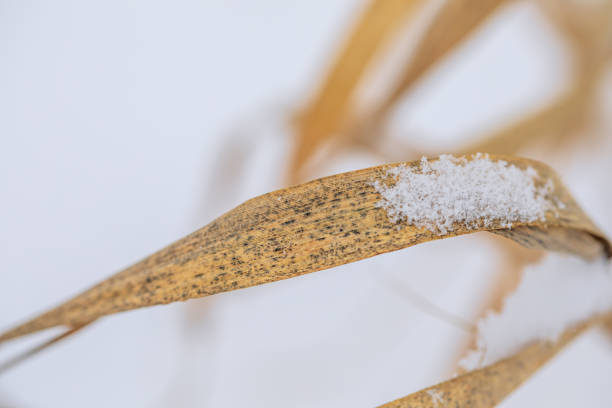 A dry yellow leaf under the snow in close-up. High quality photo.