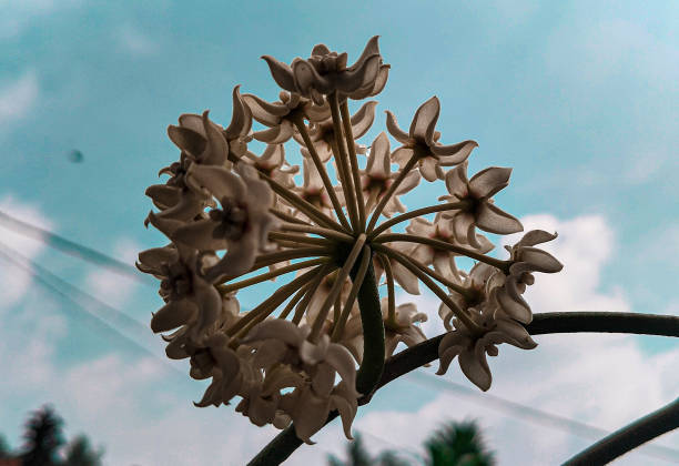 istock blooming white Hoya carnosa flower plant 2201412828