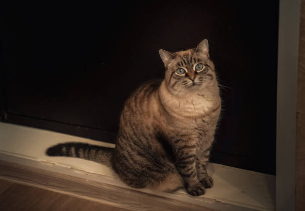 istock a beautiful cat with blue eyes sits on the threshold of the door 2201414501