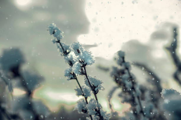 winter landscape, frost on branches, trees in the snow, snowfall.