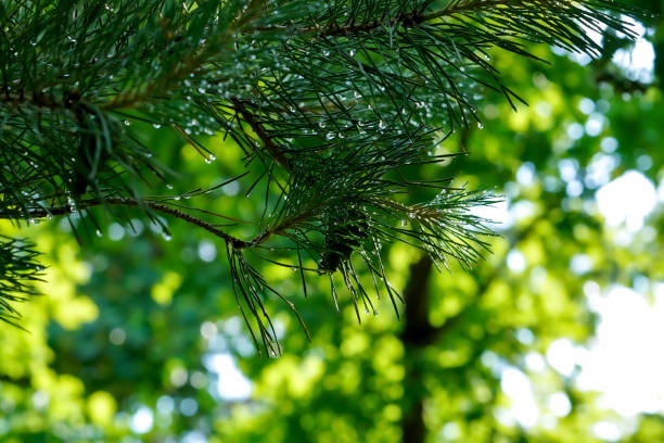 hawthorn pine fir after the rain drops flow down summer day rain dew.