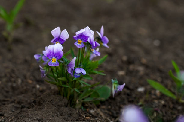 Purple pansy flower plant natural background