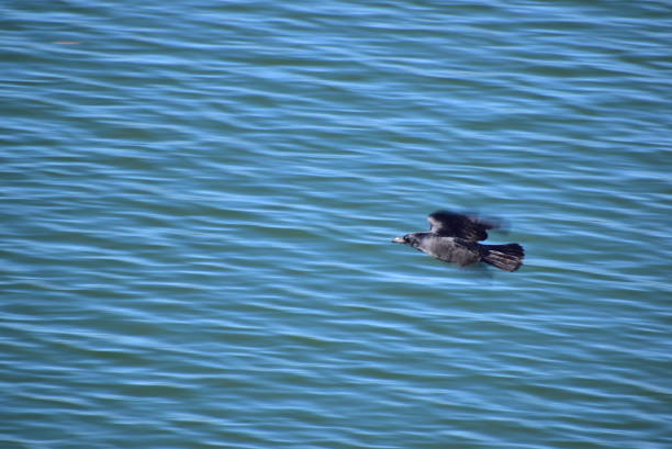 Carrion crow flying on water in front sunlight.Not retouching photo.This place is Tama lake in Higashiyamato city.