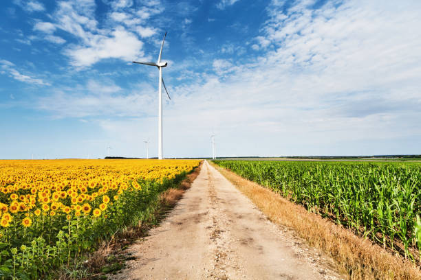 Rural landscape with wind turbines and country road among sunflower and corn fields in Bulgaria