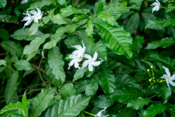 istock Low light green leaf and white flower at sunny background. 2201423155