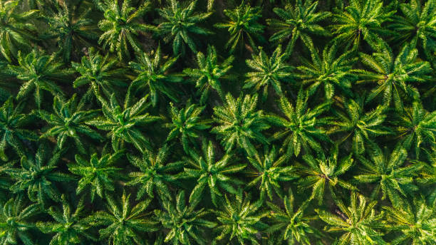istock Endless green palm trees in Chumphon Thailand create a tropical paradise from above 2201423735