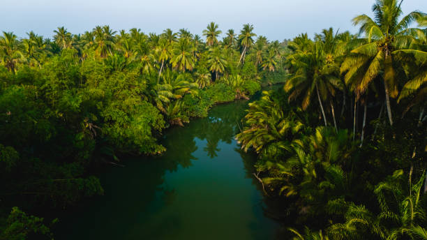 istock Lush tropical forest along a serene river in Chumphon Thailand 2201423751