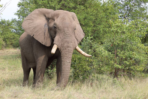 istock Afrikanischer Elefant / African elephant / Loxodonta africana 2201423762