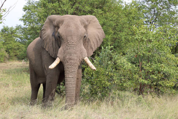 istock Afrikanischer Elefant / African elephant / Loxodonta africana 2201423817
