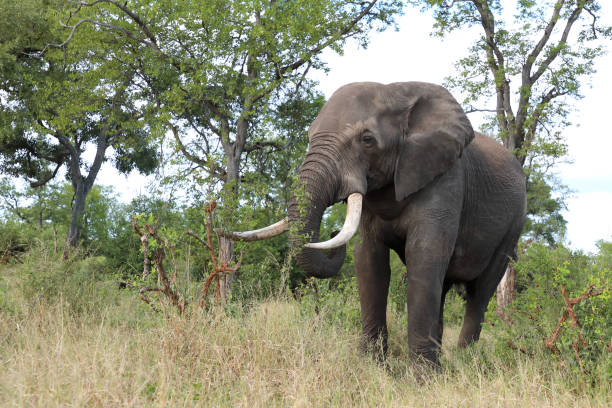 istock Afrikanischer Elefant / African elephant / Loxodonta africana 2201424174