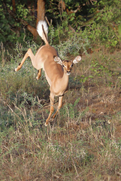 Schwarzfersenantilope / Impala / Aepyceros melampus