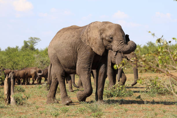 istock Afrikanischer Elefant / African elephant / Loxodonta africana 2201424894