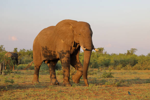 istock Afrikanischer Elefant / African elephant / Loxodonta africana 2201425072
