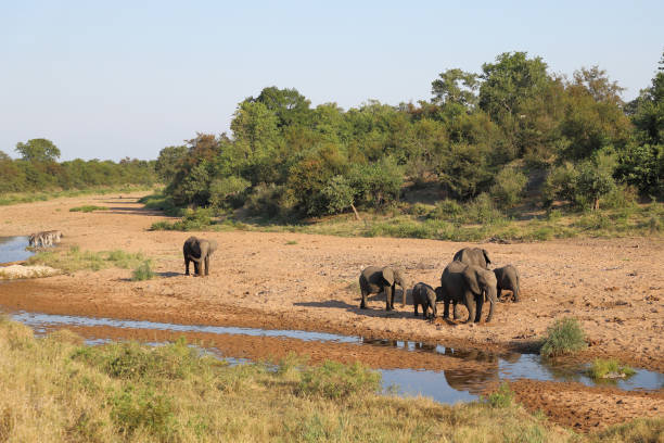 istock Afrikanischer Elefant im Tsendze River/ African elephant in Tsendze River / Loxodonta africana 2201425342