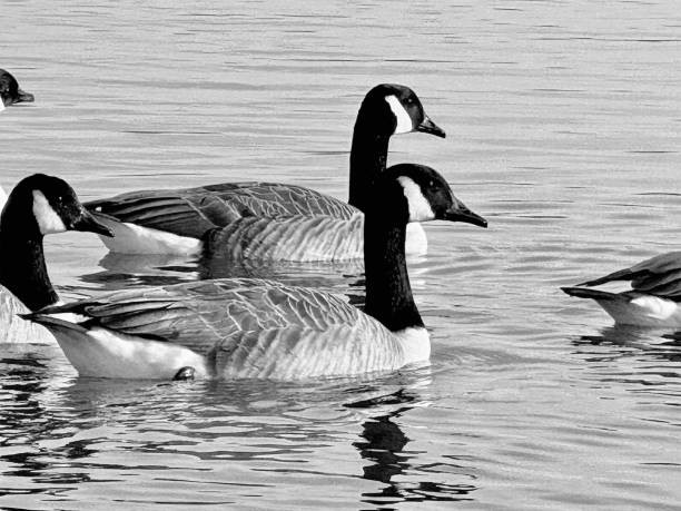 Canada Geese on a lake in Northumberland