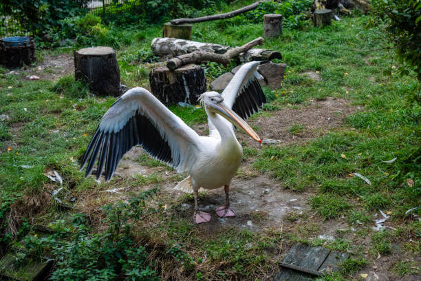 istock White pelican at zoo at warm day 2201426129