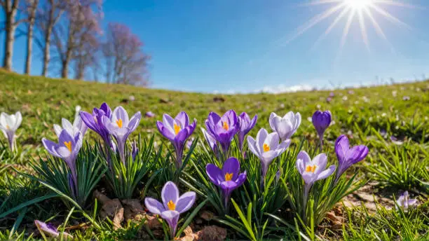 Malerische Frühlingslandschaft mit blauem Himmel mit Sonnenlicht und Frühlingsblumen Krokusblüten auf Gras. Malerische Frühlingslandschaft mit blauem Himmel mit Sonnenlicht und Frühlingsblumen Krokusblüten auf Gras.