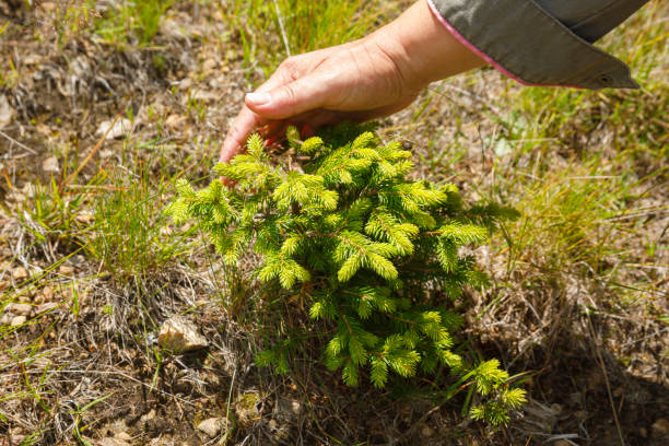 New life. Close up woman hand and small baby pine tree. Enjoying Beautiful  Summer on the mountain, Kopaonik