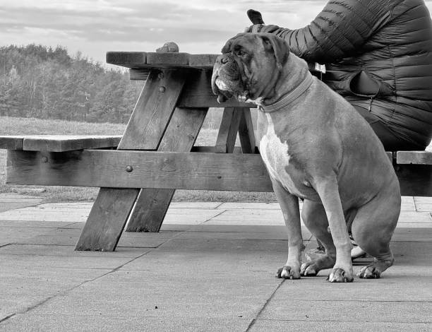 An Olde English Bulldog sitting next to his owner