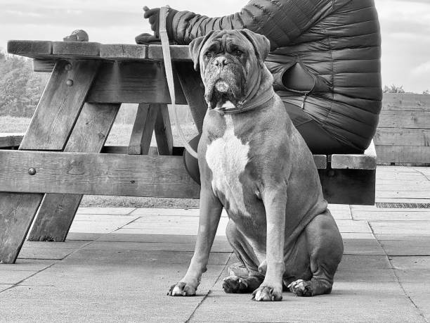 An Olde English Bulldog sitting next to his owner