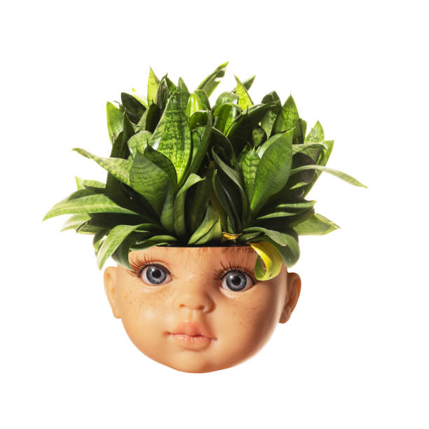 Conceptual art collage. Doll head with green leaves growing on top, symbolizing changing beauty standards where nature and artificial merge.