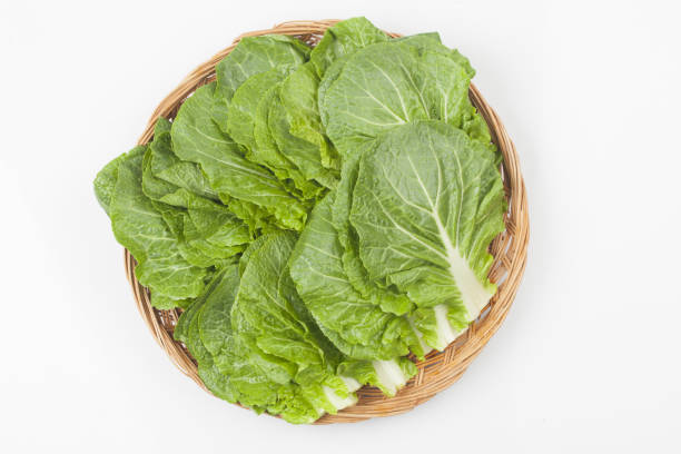 Ssamchu is a variety created by crossing Chinese cabbage and cabbage.
