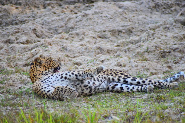 istock Jessica: The iconic Female leopord in Sri Lanka(Wilpattu) 2201430688