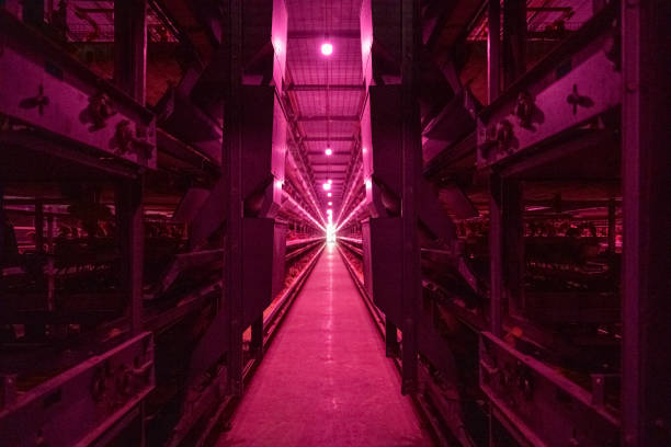 istock Automated chicken coop under purple light 2201431720