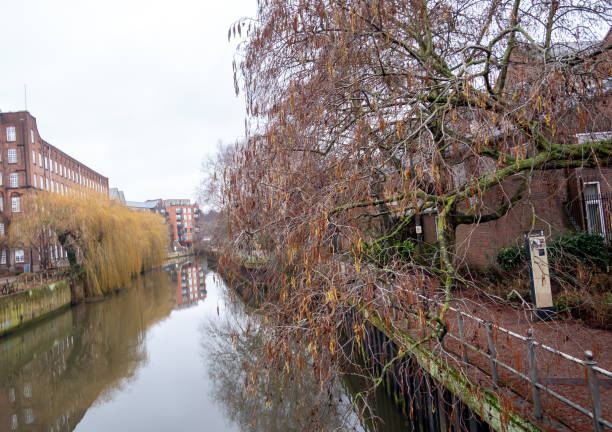 istock Tree on the riverbank in winter 2201432617