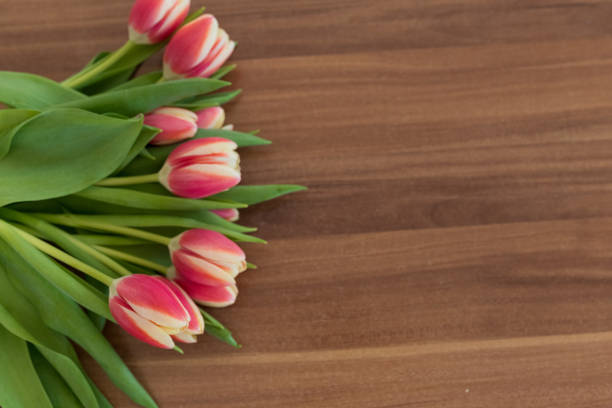 pink tulips on a wooden background, space for text
