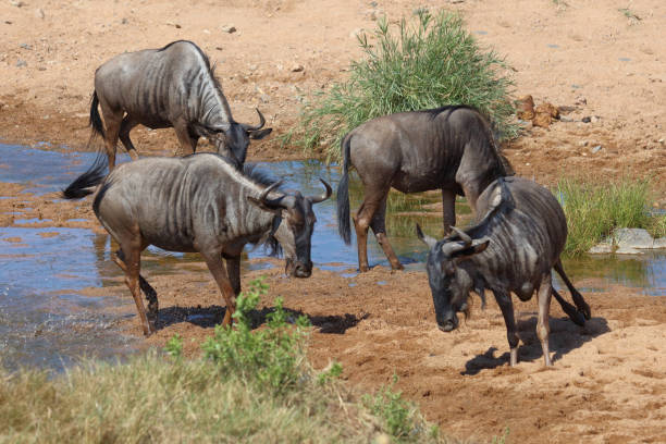 istock Streifengnu / Blue wildebeest / Connochaetes taurinus 2201435108
