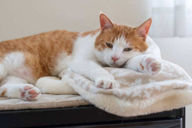 istock A cute cat relaxing in its favorite place 2201435576