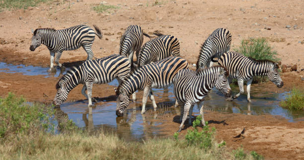 istock Steppenzebra / Burchell's zebra / Equus quagga burchellii 2201435592