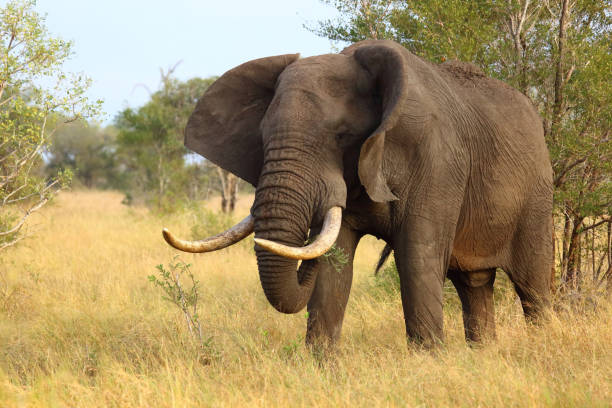 istock Afrikanischer Elefant / African elephant / Loxodonta africana 2201435923