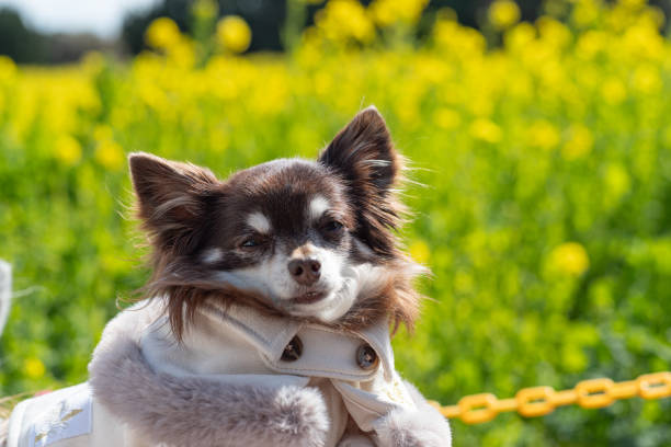 Cute White Chihuahua  Sunbathing on Blanket Outdoors on Spring Sunny Day