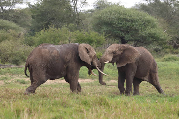 istock Afrikanischer Elefant / African elephant / Loxodonta africana 2201436317