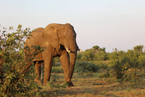 istock Afrikanischer Elefant / African elephant / Loxodonta africana 2201438098