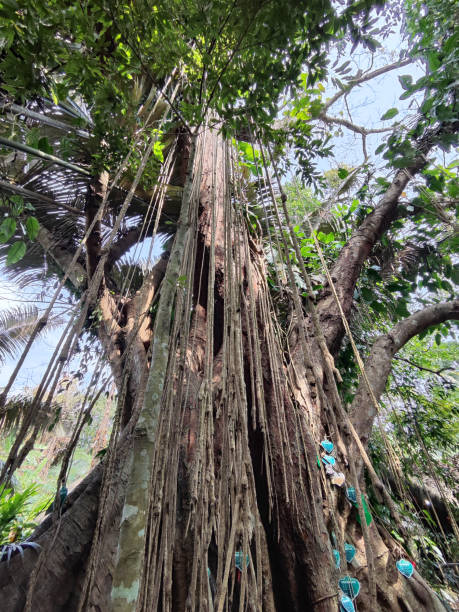 istock Ancient banyan tree in Yanoda rainforest, Hainan, China 2201440300