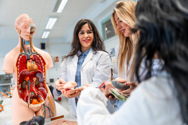 istock Medical students studying human anatomy with anatomical model 2201440890