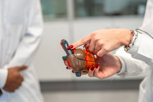 istock Medical student holding anatomical heart model during university class 2201441028