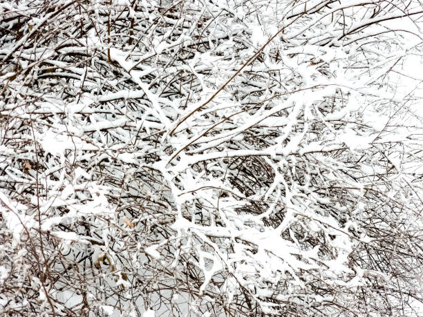 White snow on a bare tree branches on a frosty winter day, close up. Natural background. Selective botanical background.
