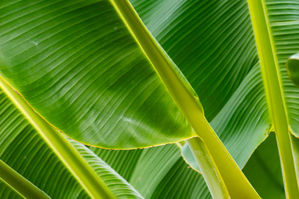 closeup of banana leaf